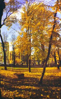 Trees on grassy field in park during autumn