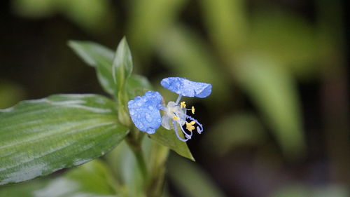 Close-up of water drops on flower