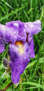 Close-up of wet purple iris flower