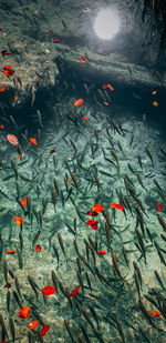 View of koi carps swimming in sea