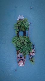 High angle view of plants by sea against building