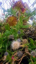 Close-up of flower plants