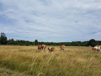 Horses in a field