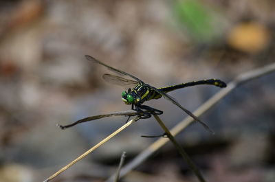 Close-up of insect