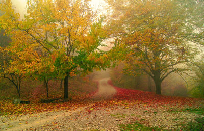 Road amidst trees during autumn