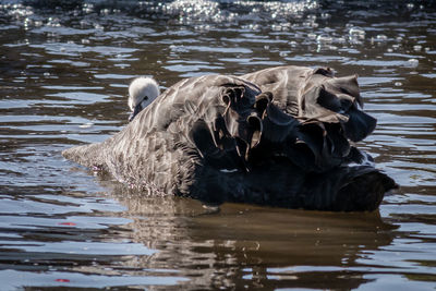 View of swan swimming in lake