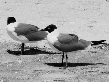 Close-up of seagulls perching on sand at beach