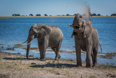 Elephant standing by lake on sunny day