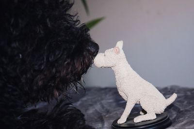 Close-up of dog with toy against blurred background