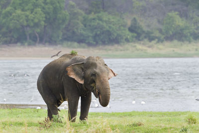 Elephant in the sea