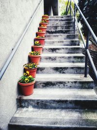 Low angle view of potted plant on steps