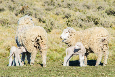 View of sheep