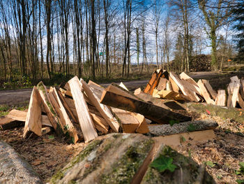 Stack of logs on field in forest