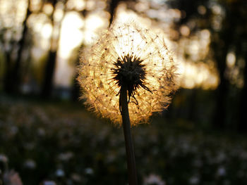 Close-up of dandelion against blurred background