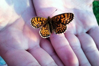Close-up of butterfly on hand