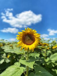 Close-up of yellow sunflower against sky