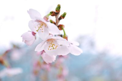 Close-up of white flowers blooming in park