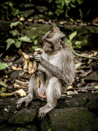 Monkeys sitting on land