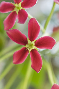 Close-up of pink flowering plant