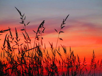 Close-up of silhouette plants on field against orange sky