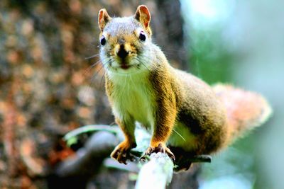 Close-up portrait of squirrel