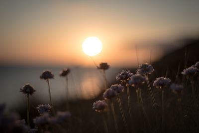 Close-up of flowering plants on field against sky during sunset