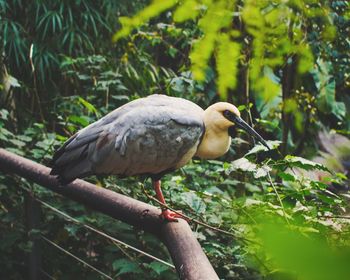 Close-up of a bird perching on branch