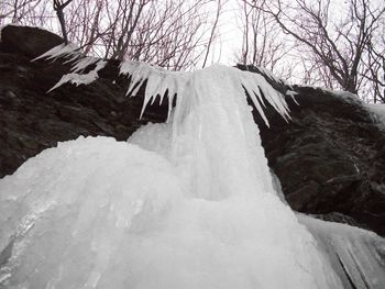 Close-up of snow covered trees