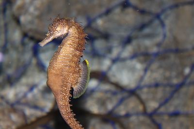 Close-up of jellyfish swimming in sea