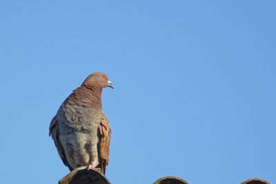 Low angle view of bird perching against clear blue sky