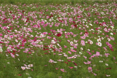 Close-up of pink flowers growing on field