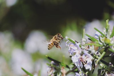 Close-up of bee pollinating on flower