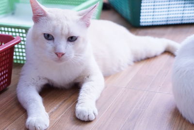 Close-up portrait of a cat