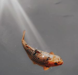 Close-up of fish swimming in sea