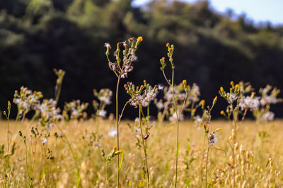 Close-up of flowering plants on field