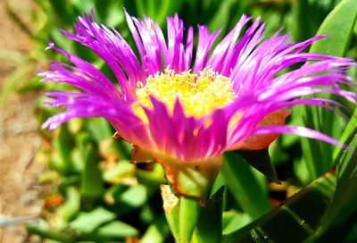 Close-up of pink flower