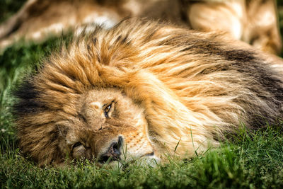 Close-up of lion lying on grass