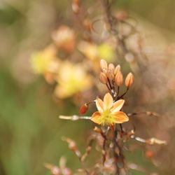 Close-up of flowers blooming on tree