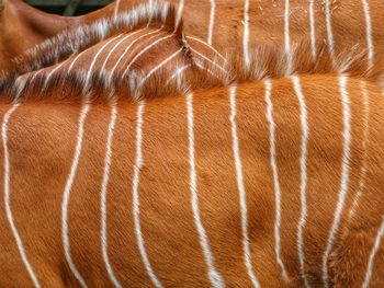 Full frame shot of a horse