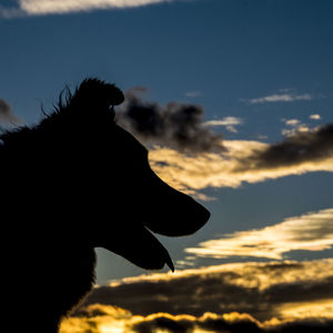 Close-up of silhouette dog against sky during sunset