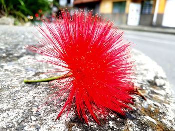 Close-up of red flower