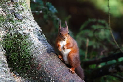 Squirrel sitting on tree