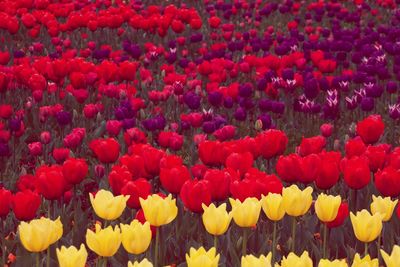 Full frame shot of colorful tulips blooming in park