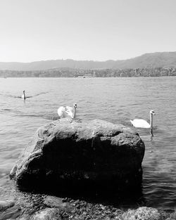 View of swan floating on lake