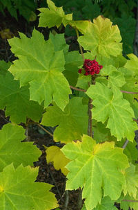 Close-up of green leaves