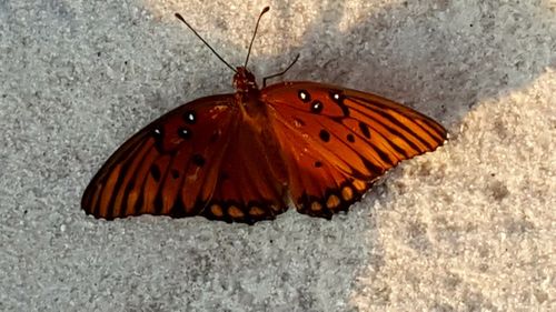 High angle view of butterfly