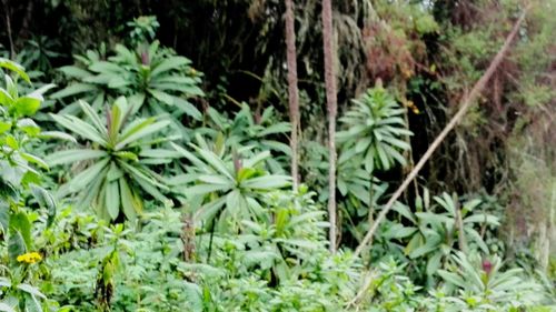 Close-up of green plants