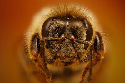 Close-up of insect on flower