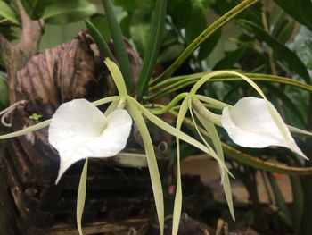 Close-up of white flowers blooming outdoors