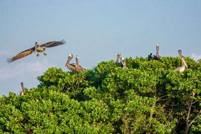 Low angle view of eagle flying against clear sky